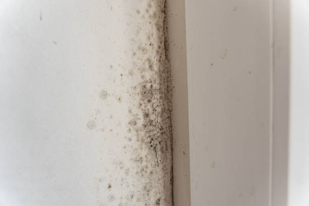 Best Attic Mold Removal  in Thorofare, NJ