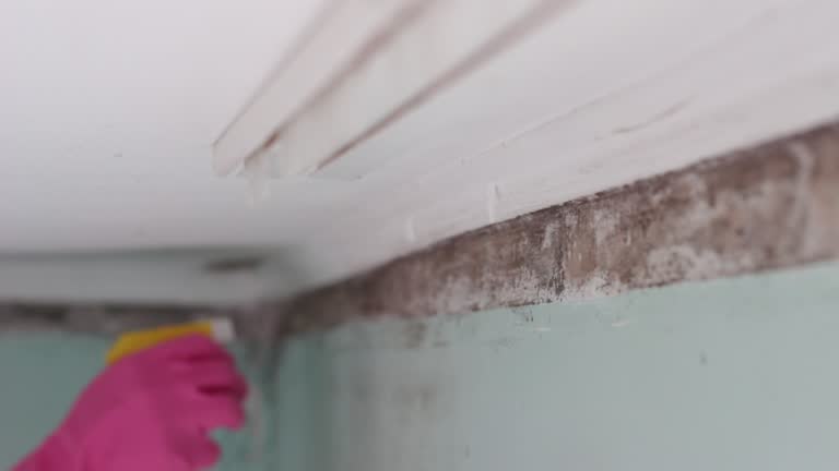 Best Mold Damage Restoration  in Thorofare, NJ